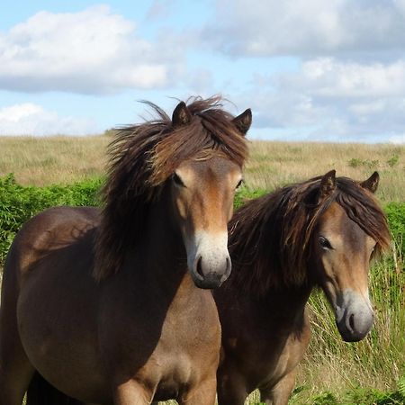 Exmoor Bnb In Withypool On Two Moors Way Ngoại thất bức ảnh