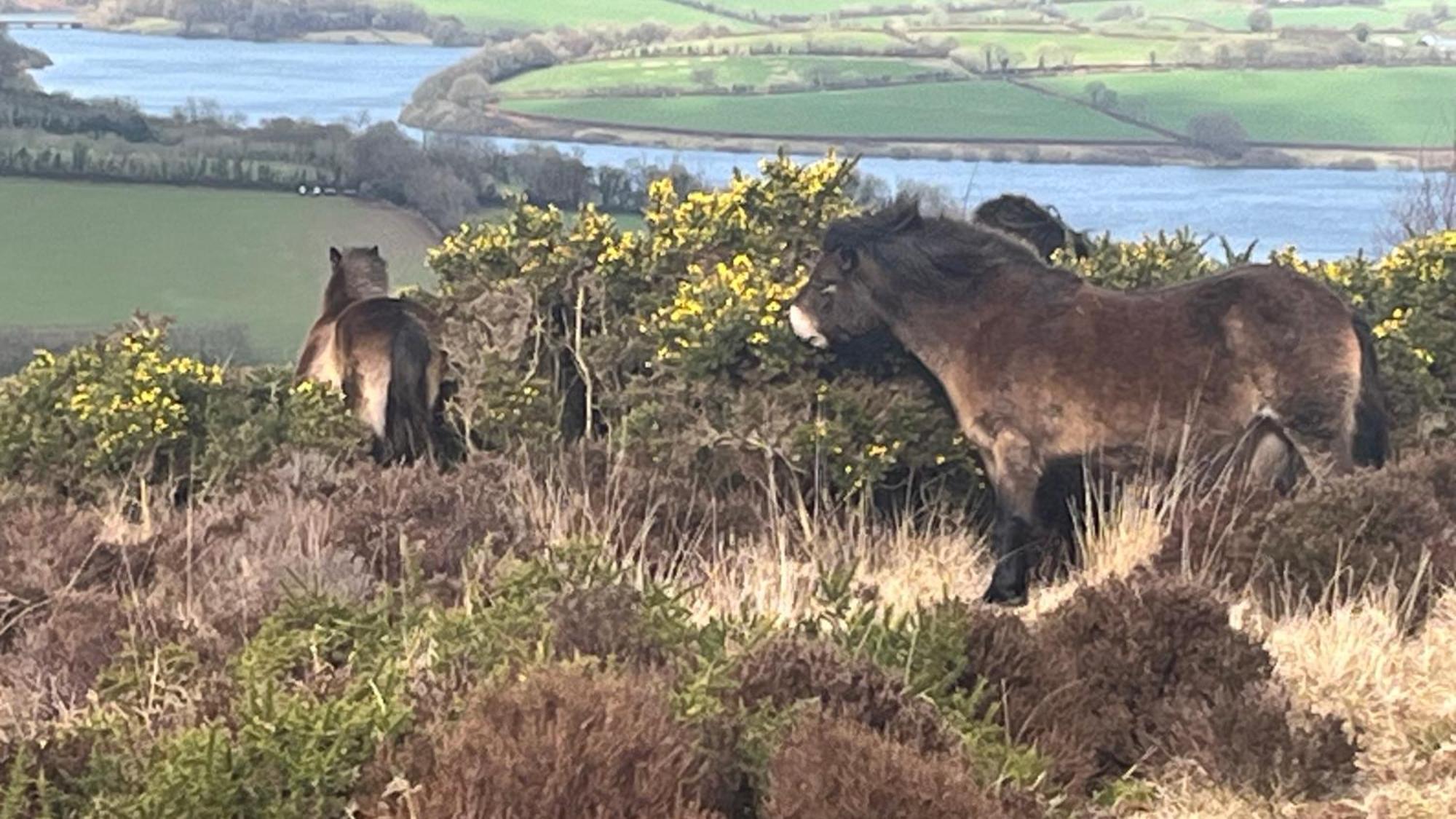 Exmoor Bnb In Withypool On Two Moors Way Ngoại thất bức ảnh