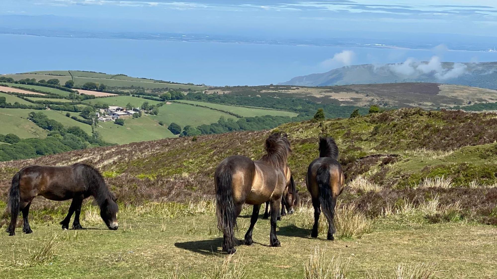 Exmoor Bnb In Withypool On Two Moors Way Ngoại thất bức ảnh