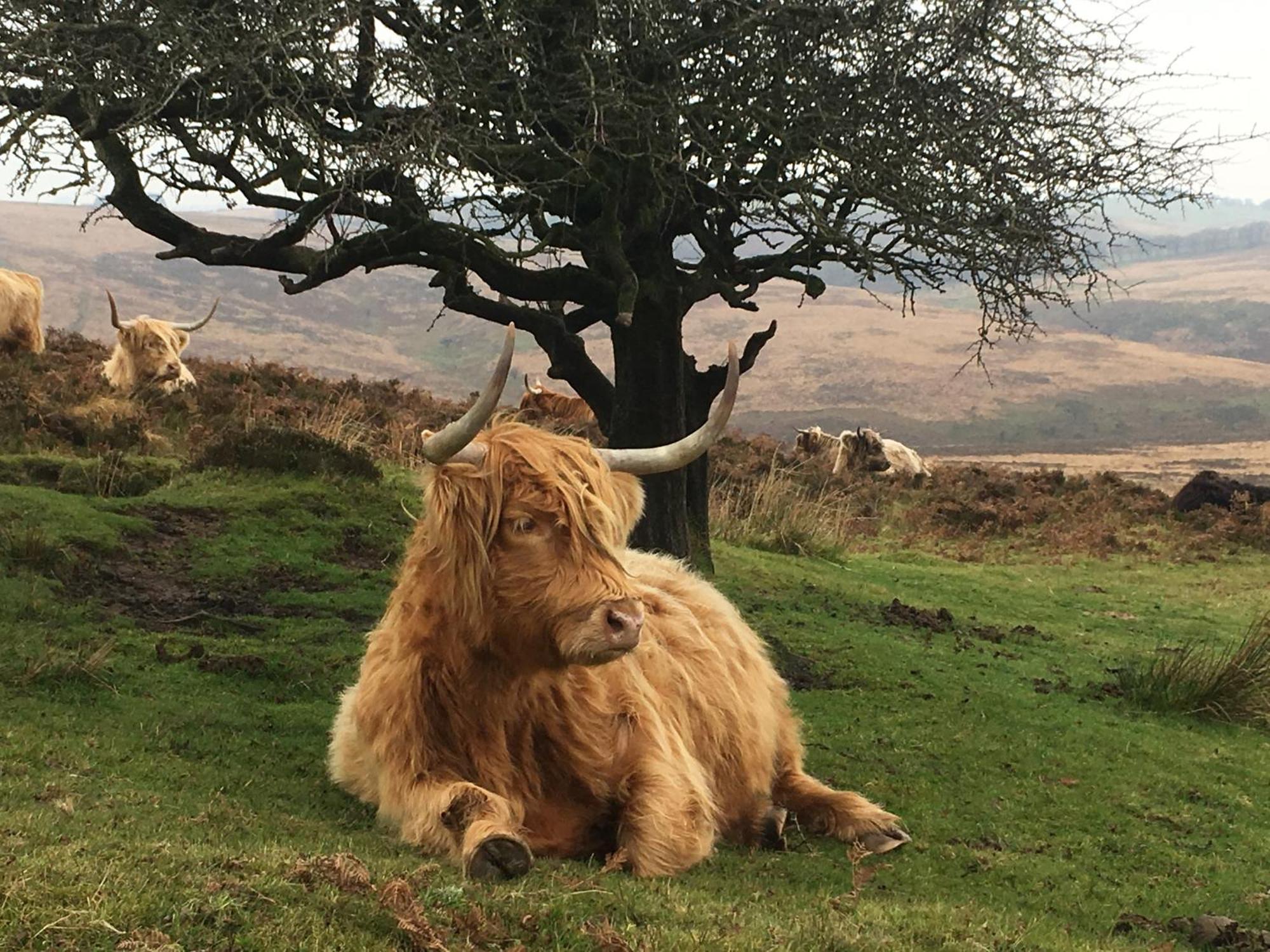 Exmoor Bnb In Withypool On Two Moors Way Ngoại thất bức ảnh